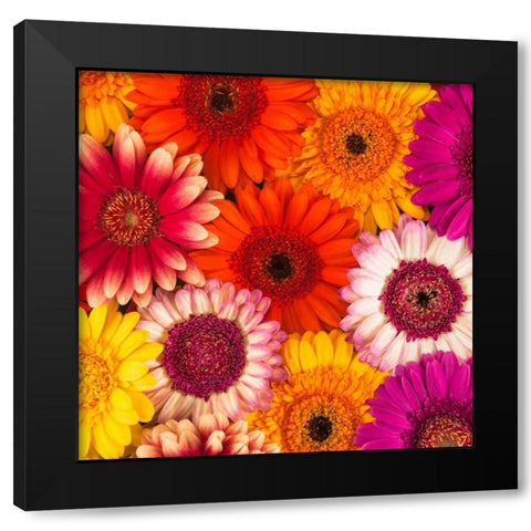 Multi-coloured Gerbera flowers Black Modern Wood Framed Art Print with Double Matting by Frank, Assaf