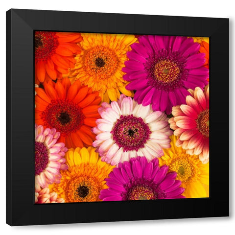 Multi-coloured Gerbera flowers Black Modern Wood Framed Art Print with Double Matting by Frank, Assaf