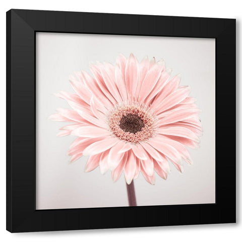 Gerbera Flower - FTBR-1926 Black Modern Wood Framed Art Print by Frank, Assaf