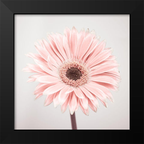 Gerbera Flower - FTBR-1926 Black Modern Wood Framed Art Print by Frank, Assaf