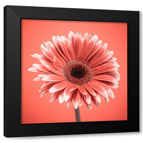 Gerbera Flower - FTBR-1930 Black Modern Wood Framed Art Print by Frank, Assaf