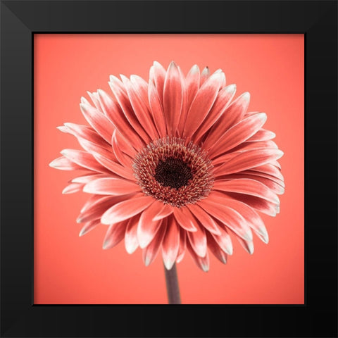 Gerbera Flower - FTBR-1930 Black Modern Wood Framed Art Print by Frank, Assaf