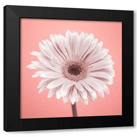 Gerbera Flower - FTBR-1928 Black Modern Wood Framed Art Print by Frank, Assaf
