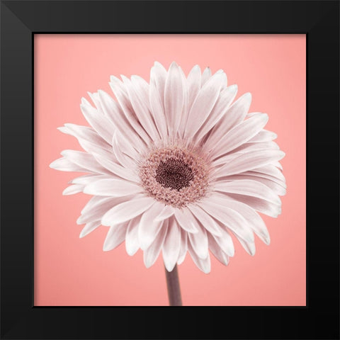 Gerbera Flower - FTBR-1928 Black Modern Wood Framed Art Print by Frank, Assaf