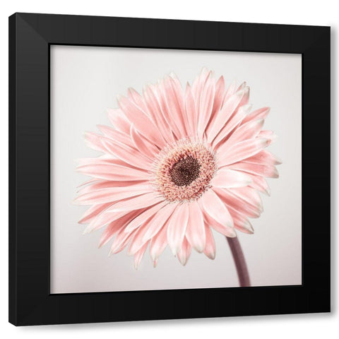 Gerbera Flower - FTBR-1927 Black Modern Wood Framed Art Print by Frank, Assaf