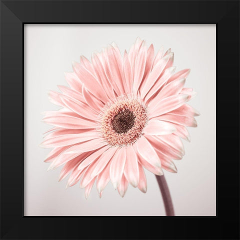 Gerbera Flower - FTBR-1927 Black Modern Wood Framed Art Print by Frank, Assaf