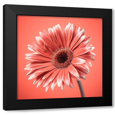Gerbera Flower - FTBR-1931 Black Modern Wood Framed Art Print by Frank, Assaf