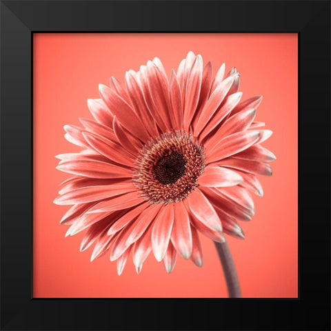 Gerbera Flower - FTBR-1931 Black Modern Wood Framed Art Print by Frank, Assaf