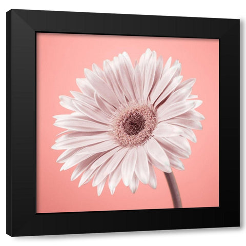 Gerbera Flower - FTBR-1929 Black Modern Wood Framed Art Print by Frank, Assaf