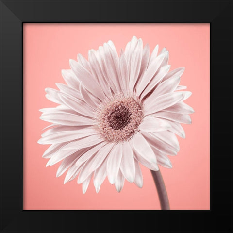 Gerbera Flower - FTBR-1929 Black Modern Wood Framed Art Print by Frank, Assaf