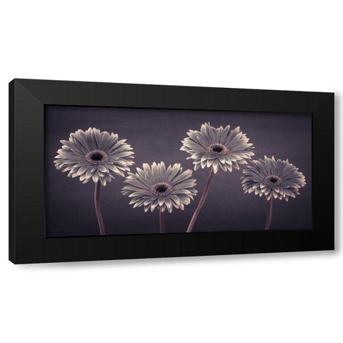 Four Gerberas, FTBR-1883 Black Modern Wood Framed Art Print by Frank, Assaf