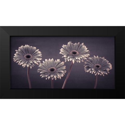 Four Gerberas, FTBR-1883 Black Modern Wood Framed Art Print by Frank, Assaf