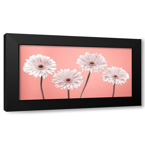 Four Gerberas, FTBR-1884 Black Modern Wood Framed Art Print by Frank, Assaf