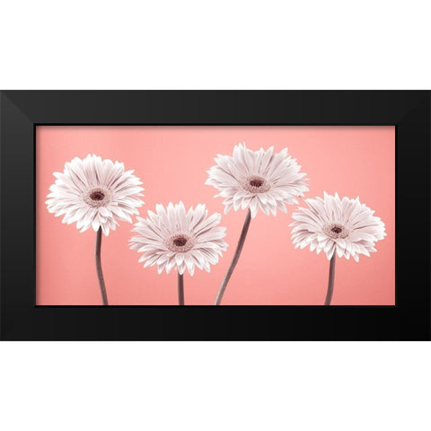 Four Gerberas, FTBR-1884 Black Modern Wood Framed Art Print by Frank, Assaf