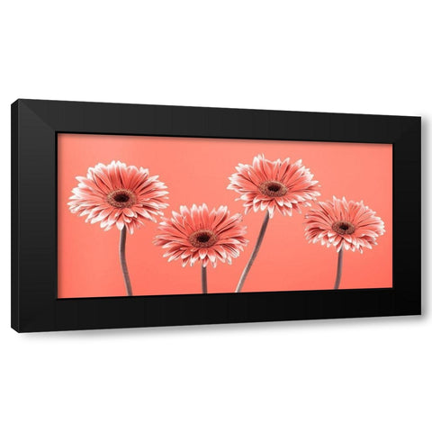 Four Gerberas - FTBR-1932 Black Modern Wood Framed Art Print by Frank, Assaf