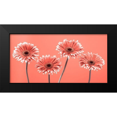 Four Gerberas - FTBR-1932 Black Modern Wood Framed Art Print by Frank, Assaf