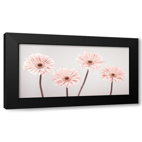 Four Gerberas, FTBR-1885 Black Modern Wood Framed Art Print by Frank, Assaf