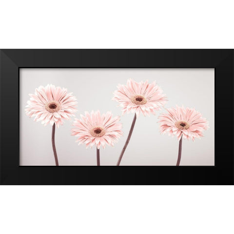 Four Gerberas, FTBR-1885 Black Modern Wood Framed Art Print by Frank, Assaf