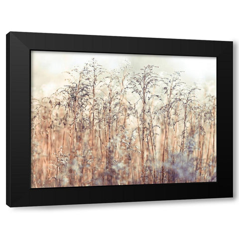 Grass Reeds Black Modern Wood Framed Art Print by Frank, Assaf