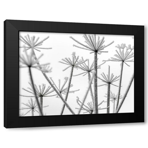 Frosty cow parsley Black Modern Wood Framed Art Print by Frank, Assaf