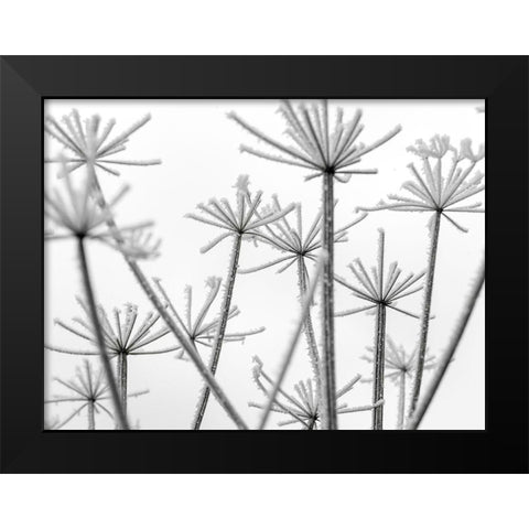 Frosty cow parsley Black Modern Wood Framed Art Print by Frank, Assaf