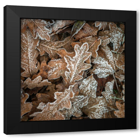 Frosty cow parsley Black Modern Wood Framed Art Print by Frank, Assaf