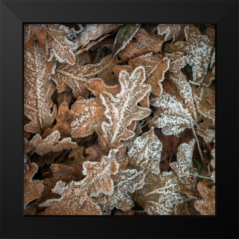 Frosty cow parsley Black Modern Wood Framed Art Print by Frank, Assaf