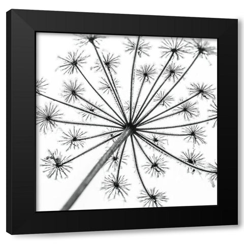 Frosty cow parsley Black Modern Wood Framed Art Print by Frank, Assaf
