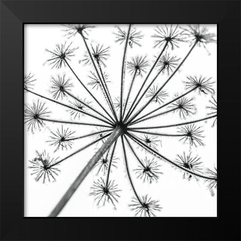 Frosty cow parsley Black Modern Wood Framed Art Print by Frank, Assaf