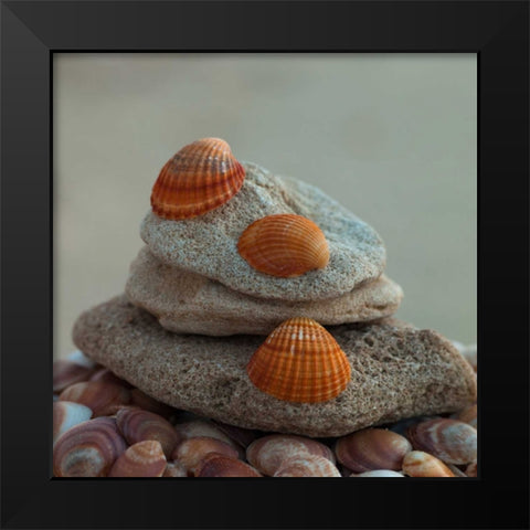 Sea shells on pebbles Black Modern Wood Framed Art Print by Frank, Assaf