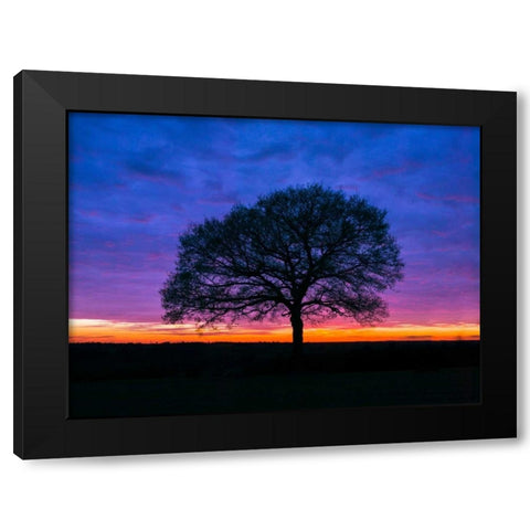 Silhouette of a tree against coloured skies Black Modern Wood Framed Art Print by Frank, Assaf