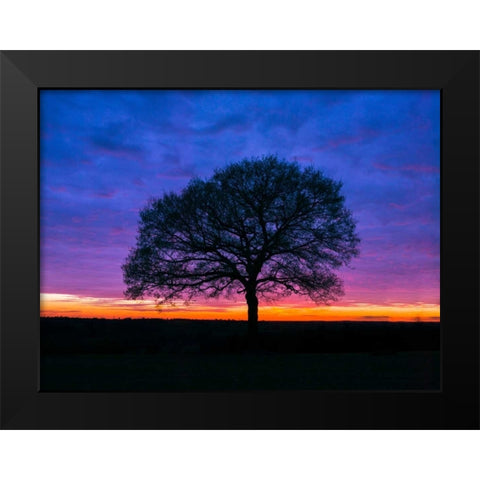 Silhouette of a tree against coloured skies Black Modern Wood Framed Art Print by Frank, Assaf