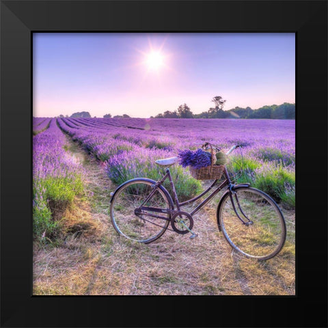 Bicycle with flowers in a Lavender field Black Modern Wood Framed Art Print by Frank, Assaf