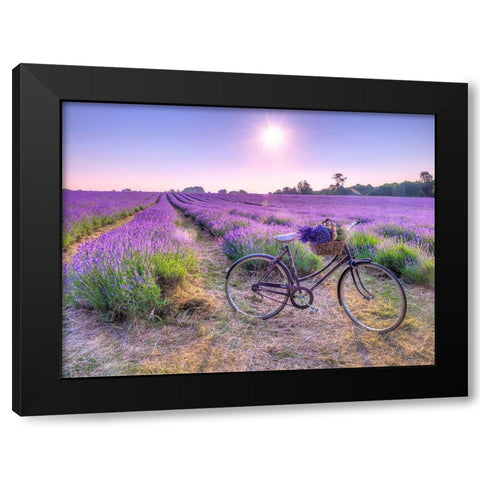Bicycle with flowers in a Lavender field Black Modern Wood Framed Art Print by Frank, Assaf