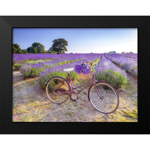 Bicycle with flowers in a Lavender field Black Modern Wood Framed Art Print by Frank, Assaf