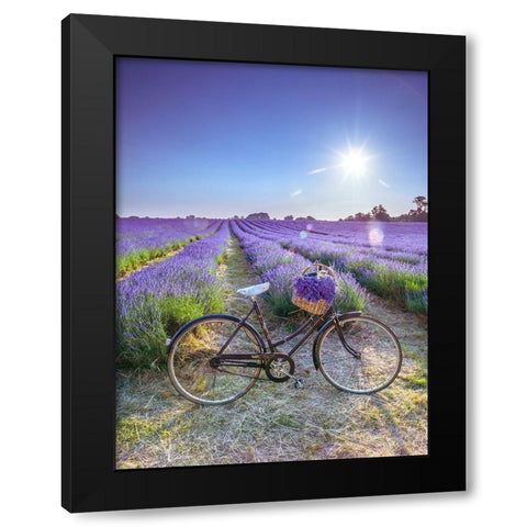 Bicycle with flowers in a Lavender field Black Modern Wood Framed Art Print by Frank, Assaf