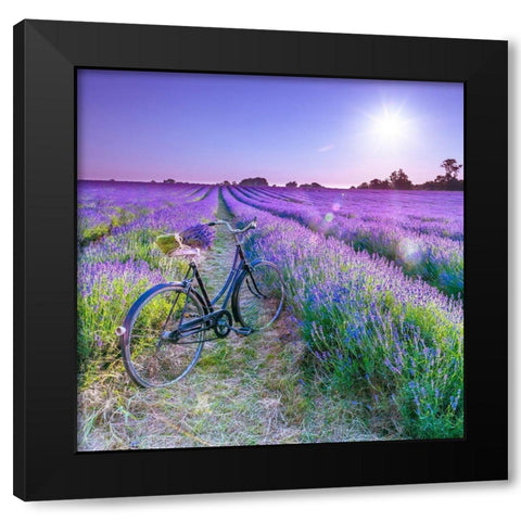 Bicycle with flowers in a Lavender field Black Modern Wood Framed Art Print by Frank, Assaf