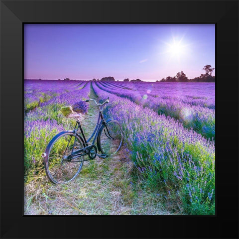 Bicycle with flowers in a Lavender field Black Modern Wood Framed Art Print by Frank, Assaf