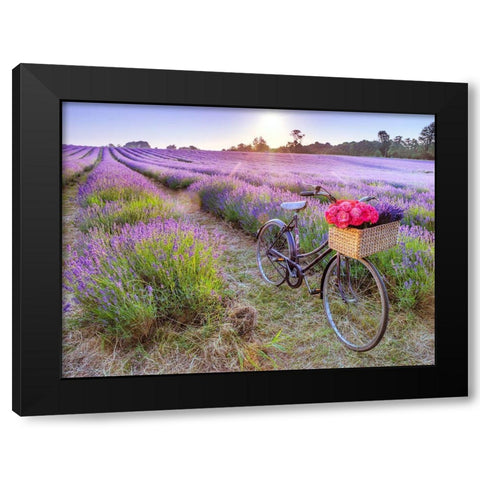 Bicycle with flowers in a Lavender field Black Modern Wood Framed Art Print by Frank, Assaf