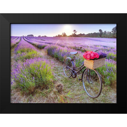 Bicycle with flowers in a Lavender field Black Modern Wood Framed Art Print by Frank, Assaf