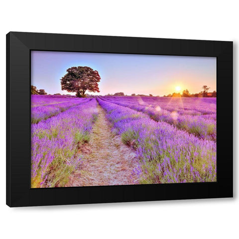 Lavender field at sunset Black Modern Wood Framed Art Print by Frank, Assaf