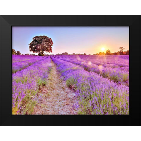 Lavender field at sunset Black Modern Wood Framed Art Print by Frank, Assaf