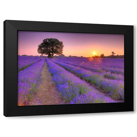 Lavender field at sunset Black Modern Wood Framed Art Print by Frank, Assaf
