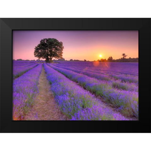 Lavender field at sunset Black Modern Wood Framed Art Print by Frank, Assaf