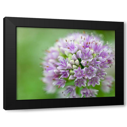Allium flower, close-up Black Modern Wood Framed Art Print by Frank, Assaf