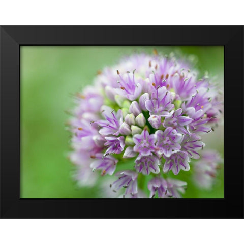 Allium flower, close-up Black Modern Wood Framed Art Print by Frank, Assaf
