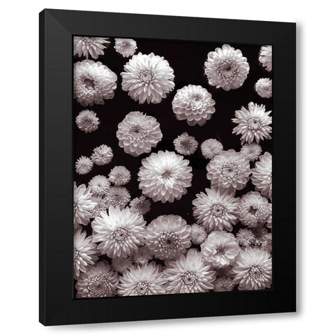Dahlia Flowers Black Modern Wood Framed Art Print by Frank, Assaf