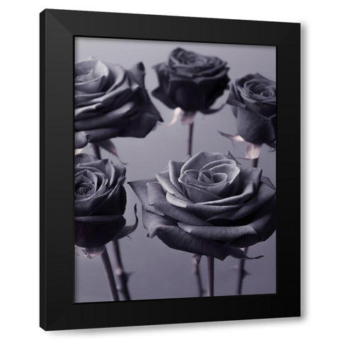 Close-up of Roses on colored background Black Modern Wood Framed Art Print by Frank, Assaf