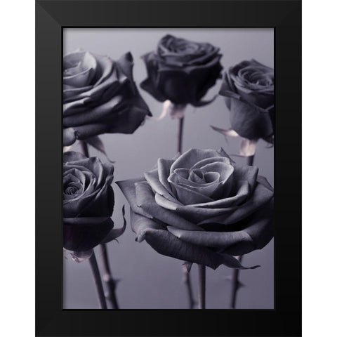 Close-up of Roses on colored background Black Modern Wood Framed Art Print by Frank, Assaf