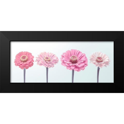 Four Zinnias in a row, FTBR-1898 Black Modern Wood Framed Art Print by Frank, Assaf